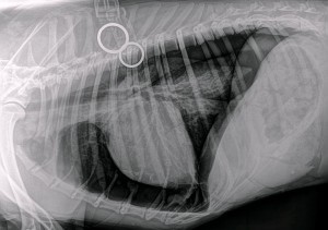 Figure 1. Left lateral thoracic radiograph showing bilateral pneumothorax. 