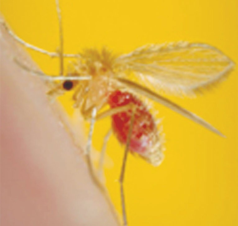 Sandfly, vector of leishmaniosis. Image: ©CDC/Public Health Image Library.