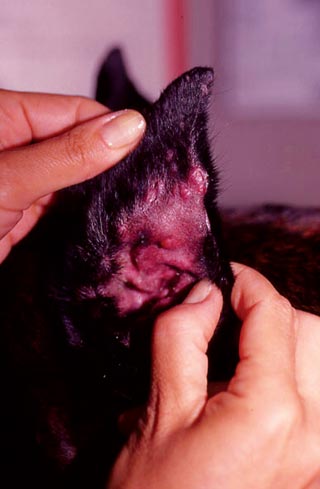 Nodular dermatitis caused by L infantum infection in a boxer dog. Image: ©Maria Grazia Pennisi, University of Messina.