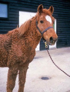 Figure 1. A 15-year-old pony mare with generalised hypertrichosis suggestive of pituitary pars intermedia dysfunction.
