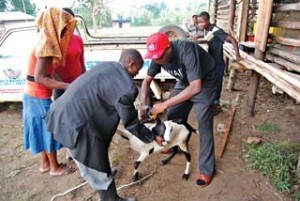Isaac Nsereko, director of Nserester Farm School, using the ear tagger for the first time on a goat.