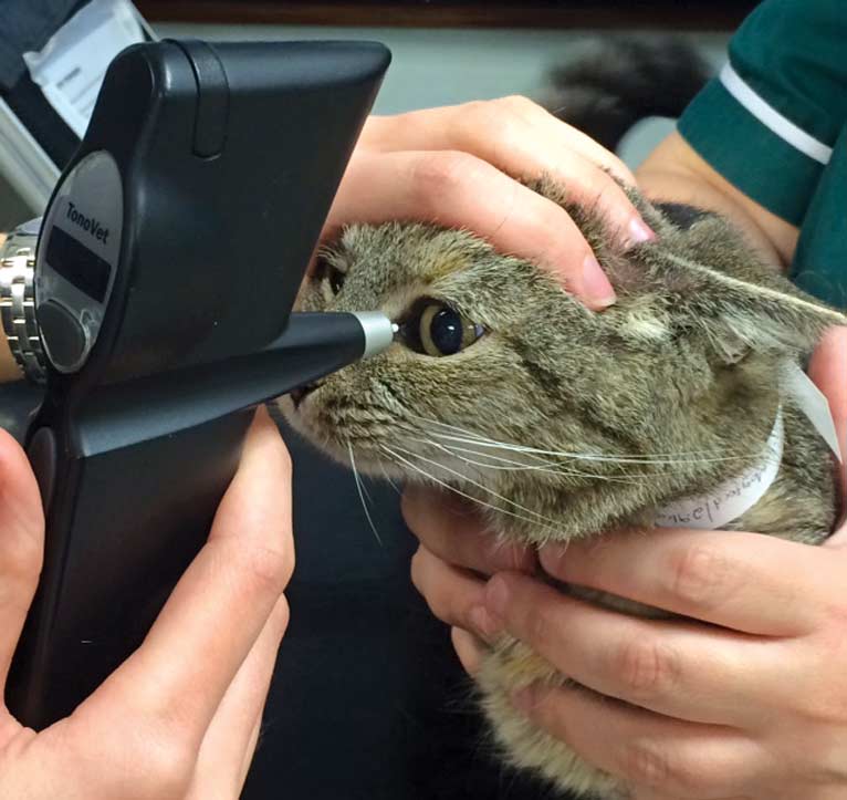 Tonometry measuring intraocular pressure.