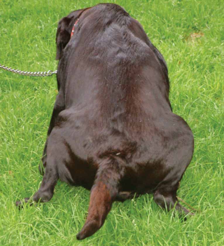 Figure 1. The more clinical signs a dog has of hyperadrenocorticism the lower the thresholds required in endocrine testing for the diagnosis of this condition. In particular, the presence or absence of polyuria (as shown) is important, but other conditions that can cause this clinical sign need to be excluded.