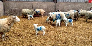 Correct timing of clostridial vaccine booster is essential to protect newborn lambs.