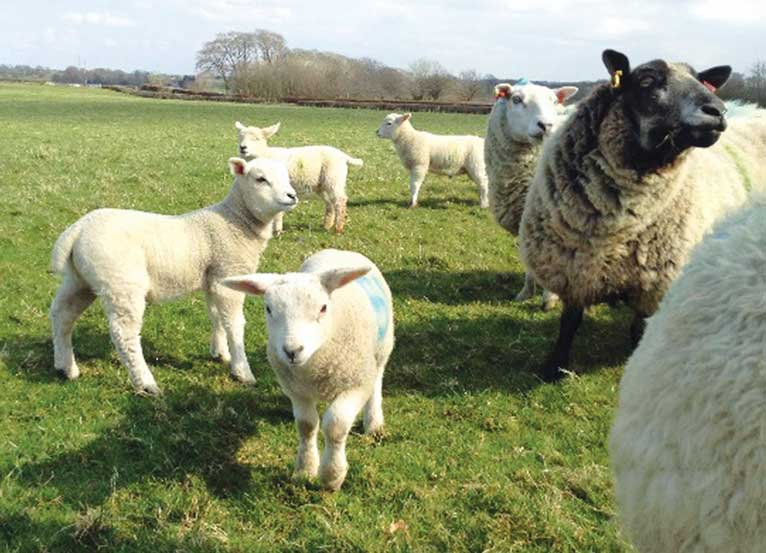 Unvaccinated lambs are at high risk of pasteurellosis.