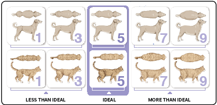 Figure 1. Body condition score charts for dogs and cats (courtesy of WSAVA).