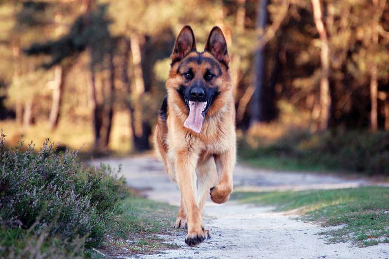 Figure 2. Exercising dogs can help burn calories, maintain high metabolism, tone muscle, reduce loss of lean muscle mass and improve behaviour responses. IMAGE: ©jwmpap/freeimages.