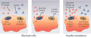 Figure 3. Diagram representation of how insulin works.