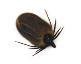 Figure 1. A tick removed from a dog.