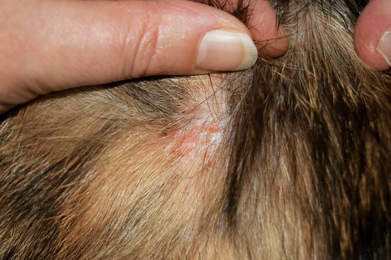 Figure 2. Flea allergy dermatitis on a cat.