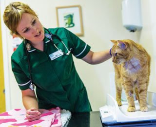 Figure 4. Have cat scales in all consult rooms to avoid moving cats in the practice and encourage weighing at every visit.