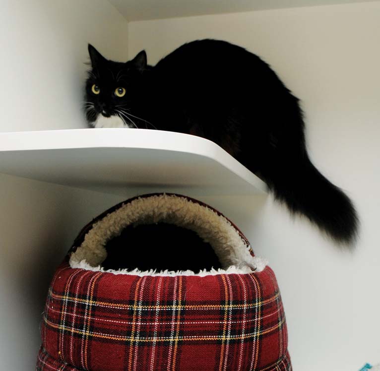 Figure 5. Cats in the ward must have a place to hide if they wish. Providing a perch can also reduce stress – this can be a shelf or simply a cardboard box to jump on top of.