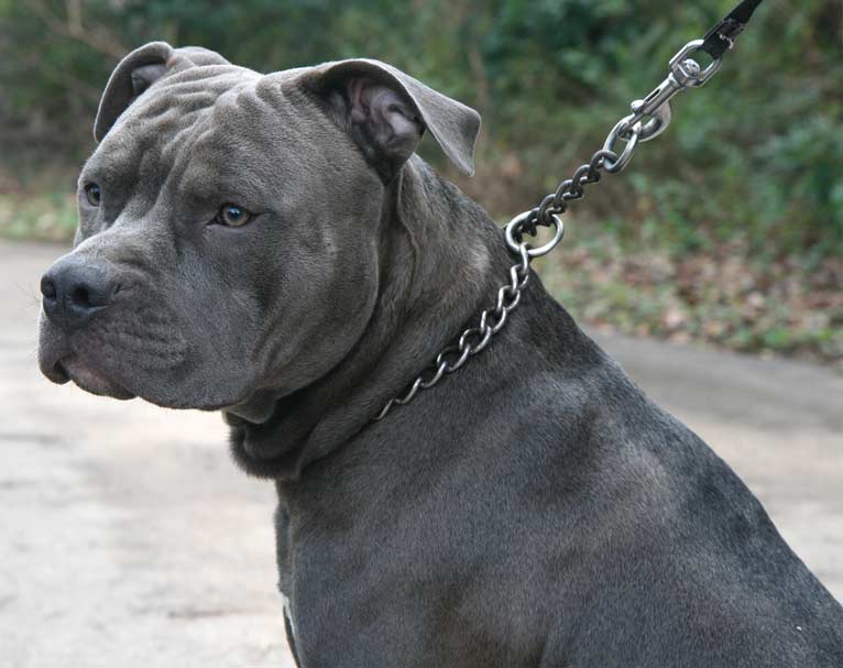 Section one of the Dangerous Dogs Act 1991 applies to types such as pit bulls.