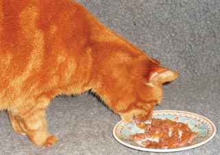 Figure 2. Many animals become fussy with age. Cats, in particular, may prefer to feed from a flat dish rather than a bowl.