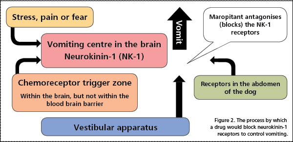 Figure 2. The process by which a drug would block neurokinin-1 receptors to control vomiting.