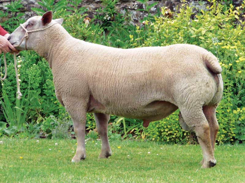 A yearling ram carries a double copy of the MyoMAX gene, MyoMAX Gold, and is ARR/ARR for scrapie.