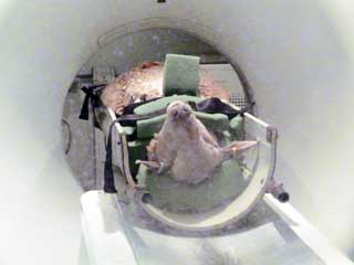 A ram lamb in a CT scanner.