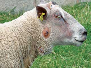 A ram’s head showing a cutaneous lymphadenitis lesion.