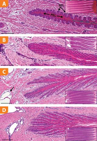 Figure 1. Photomicrographs of primary epidermal lamellae (PEL) and secondary epidermal lamellae (SEL) illustrating the disintegration through a 24-hour period of the lamellae in a horse with insulin-induced laminitis. Top (a), a healthy non-laminitic lamellae. Six hours post-hyperinsulinaemia (b) deterioration of the PEL and SEL is visually apparent and connective tissue surrounds the capillary. Twelve hours post-hyperinsulinaemia (c) extensive damage is apparent, the SEL is fragmented as the lamellae cells are lengthened causing narrowing. Inflammation is apparent as the capillaries are dilated. The arrow indicates disjoined connective tissue. Detachment from the basal membrane is seen 24 hours post-hyperinsulinaemia (d). Image sourced from de Laat et al5.