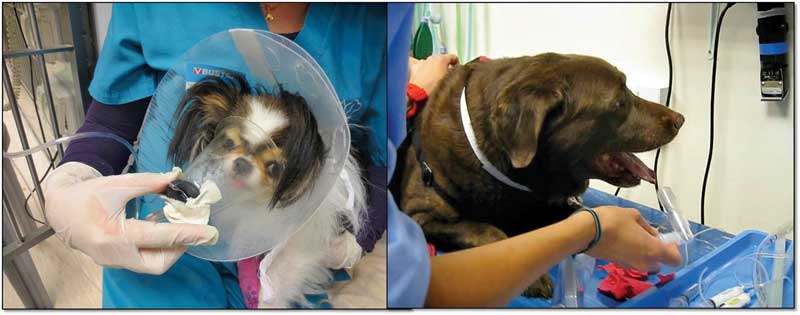 Figure 1. Animals with pleural conditions can decompensate rapidly. Early stabilisation relies mainly on oxygen supplementation, easily achieved with the use of oxygen masks or flow-by oxygen.