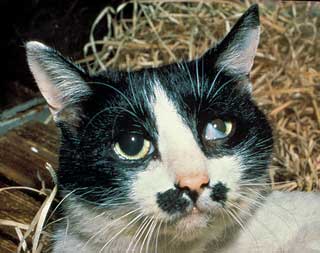 Figure 11. Horner’s syndrome in a cat after thoracostomy tube placement.