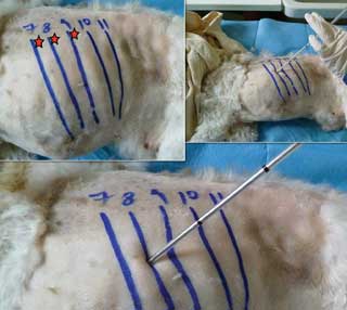 Figure 5a. The TT entry site at the eighth intercostal space. The TT is angled so the tip points cranially and ventrally towards the contralateral elbow. The red stars indicate the injection sites for an intercostal nerve block. This should be administered at the proposed intercostal space of entry and at least one intercostal space cranial and caudal to this. Local anaesthetic solution should be applied as far dorsal as possible in the tissue caudal to each rib.
