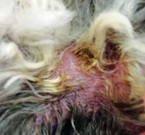 Figure 2. Interdigital erythema in a dog with atopic dermatitis complicated by a secondary Malassezia dermatitis.