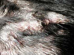 Figure 4. Bacterial pyoderma in a dog with atopic dermatitis.
