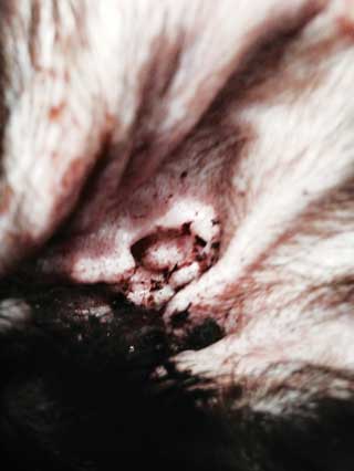 Figure 5. Brown waxy otic discharge in a dog with Malassezia otitis due to atopic dermatitis.