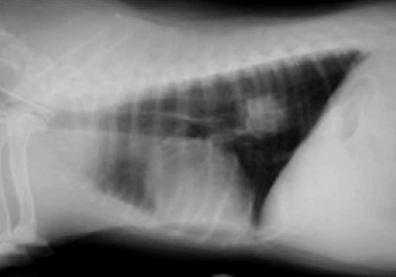 Figure 2. Intrathoracic oesophageal obstructions can be difficult to remove and may be fatal if they perforate the oesophagus.