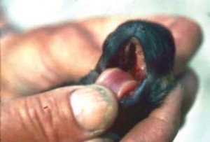 Figure 5. Congenital cleft palate can result if a bitch ingests too much Vitamin A in supplements or by eating liver during pregnancy.