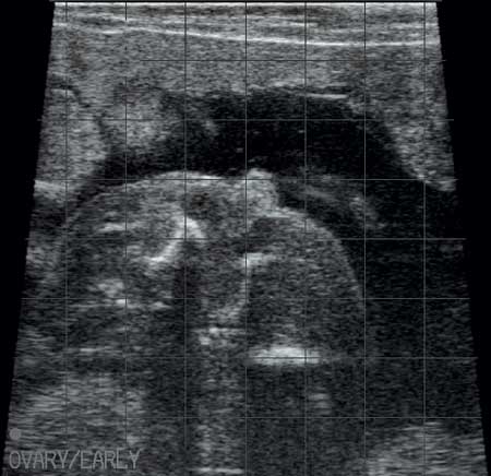 Heifer diagnosis via ultrasound.