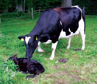 Average age at first calving is currently 28.8 months, compared to a target average of 24 months.