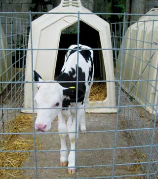 The environment in which calves are kept is crucial, especially in the early stages of life.