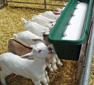 Figure 1. Goat kids on a commercial dairy unit.