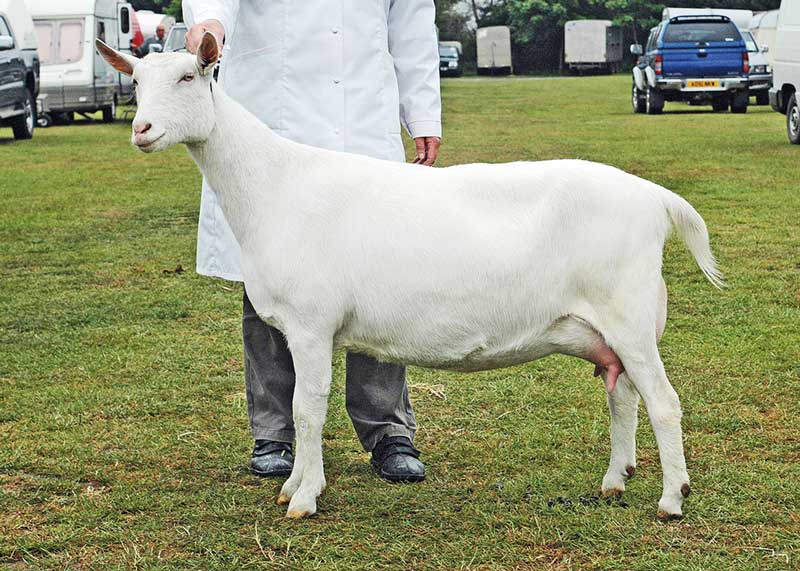 Figure 2. A Saanen doe being judged. IMAGE: © British Goat Society.
