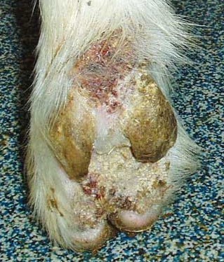 Figure 3. Chorioptic mange was the most commonly reported infectious skin condition in goats in the UK.