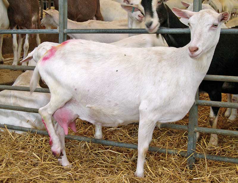 Figure 4. A severely lame goat.