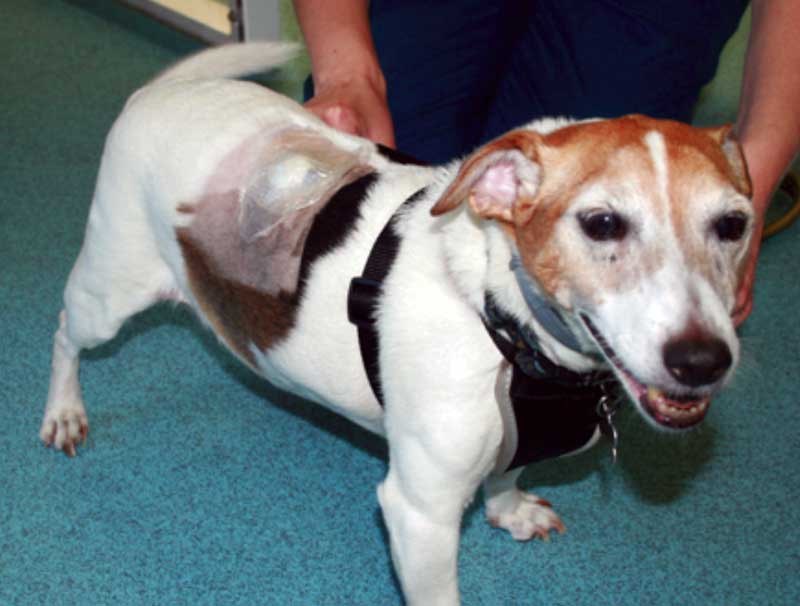 A diabetic Jack Russell terrier undergoing continuous glucose monitoring.