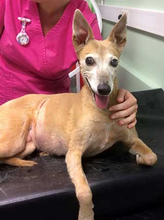 A bright 12-year-old whippet.