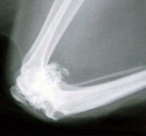 Advanced stifle osteoarthritis in a cat, which was found on routine health assessment. The cat was jumping less and had less range of movement in the stifle joints.