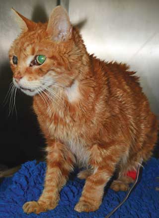 Elderly cat with poorly managed chronic kidney disease.