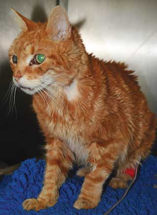 Elderly cat with poorly managed chronic kidney disease.