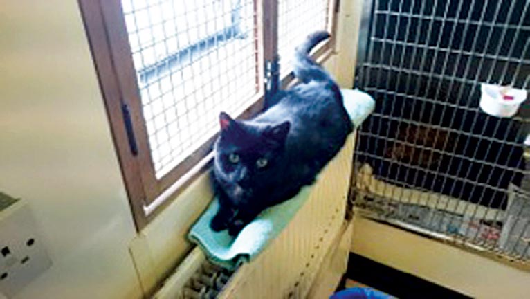 Figure 2. This cat had no murmur, but had mild HCM. It was rehomed successfully.