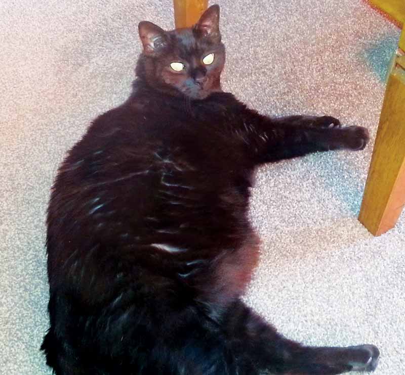 An obese cat, but does its owner recognise the problem?