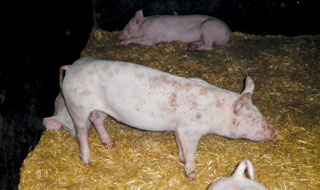 Acute erysipelas is a major consideration for skin lesions, especially if red, raised and diamond-shaped.