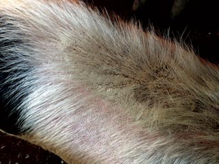Mange is common in pigs, causing pruritus, erythema and crusting.