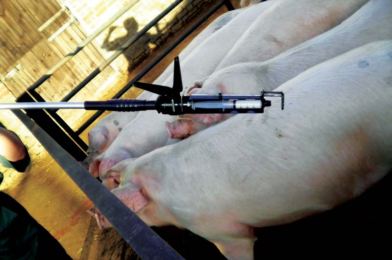 Some systems allow intramuscular injections of up to 20ml rapidly from a distance of around five feet.