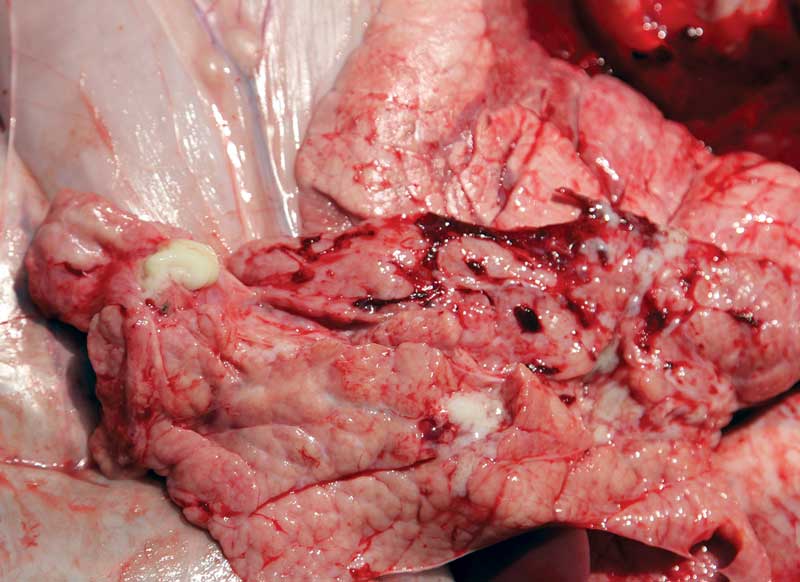 Figure 1. Mycoplasma accounts for one in six cases of bovine respiratory disease in Ireland.