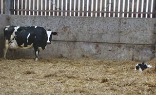 Figure 2. This cow has plenty of space for its calf.